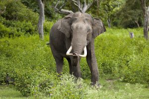 Elephant Bandipur